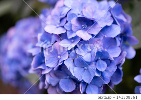 青い紫陽花 青い紫陽花 141509561