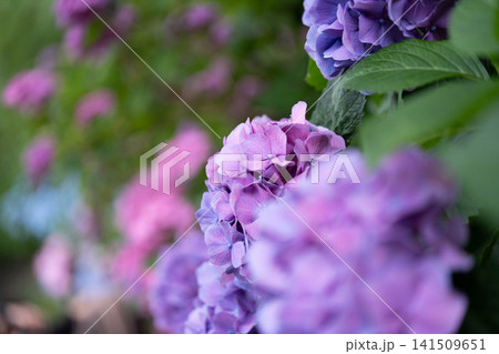 薄紫色の紫陽花 薄紫色の紫陽花 141509651