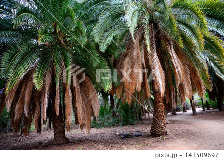 Palm Tree 141509697