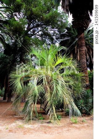 Palm Tree Palm Tree 141509699