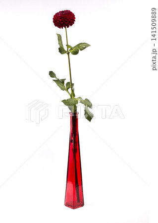 A ripe flower in a red bottle on a white background A ripe flower in a red bottle on a white background 141509889