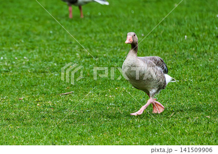 The greylag goose, Anser anser is a species of large goose 141509906