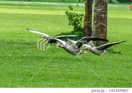 The flying greylag goose, Anser anser is a species of large goose The flying greylag goose, Anser anser is a species of large goose 141509907