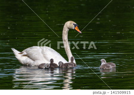 Mute swan family, Cygnus olor swimming on a lake. Mother with babies Mute swan family, Cygnus olor swimming on a lake. Mother with babies 141509915