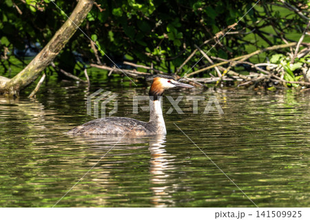 Great Crested Grebe, Podiceps cristatus with beautiful orange colors, a water bird with red eyes. Great Crested Grebe, Podiceps cristatus with beautiful orange colors, a water bird with red eyes. 141509925