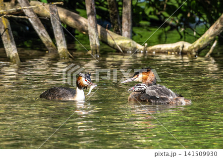 Great Crested Grebe, Podiceps cristatus has caught a fish. An adult bird feeds its young chick. Great Crested Grebe, Podiceps cristatus has caught a fish. An adult bird feeds its young chick. 141509930