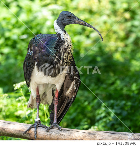 The Straw-necked Ibis, Threskiornis spinicollis is a bird of the ibis family The Straw-necked Ibis, Threskiornis spinicollis is a bird of the ibis family 141509940