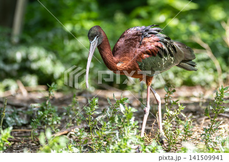 Glossy ibis, Plegadis falcinellus in a german nature park Glossy ibis, Plegadis falcinellus in a german nature park 141509941