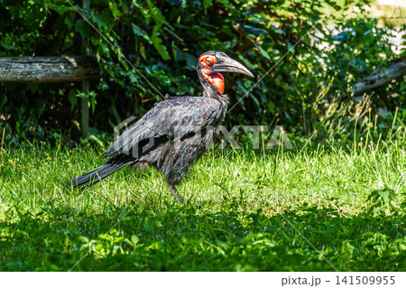 Southern Ground Hornbill, Bucorvus leadbeateri in its Natural Habitat Southern Ground Hornbill, Bucorvus leadbeateri in its Natural Habitat 141509955