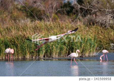 Flying Greater Flamingo, Phoenicopterus roseus in the Ornithological park of Pont de Gau in Camargue, France Flying Greater Flamingo, Phoenicopterus roseus in the Ornithological park of Pont de Gau in Camargue, France 141509958