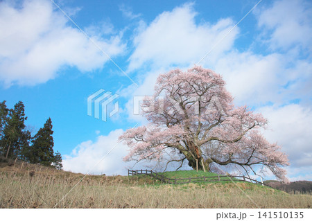 一本桜 - 春の雲の下に堂々と咲く発知のヒガンザクラ(2009年4月) 一本桜 - 春の雲の下に堂々と咲く発知のヒガンザクラ(2009年4月) 141510135