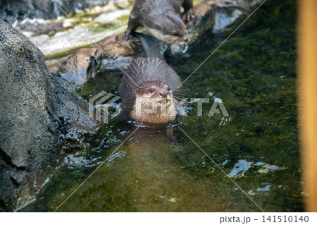 コツメカワウソ コツメカワウソ 141510140