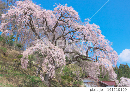 一本桜 - 満開の枝垂れ桜 一本桜 - 満開の枝垂れ桜 141510199