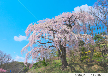一本桜 - 満開の枝垂れ桜 一本桜 - 満開の枝垂れ桜 141510202