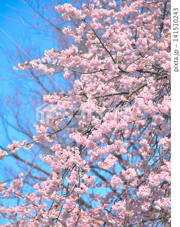 青空に映える満開の桜 青空に映える満開の桜 141510243