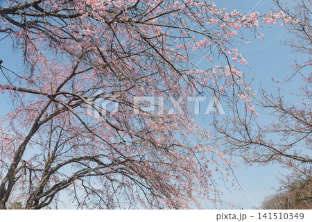 青空に広がる春の桜 青空に広がる春の桜 141510349