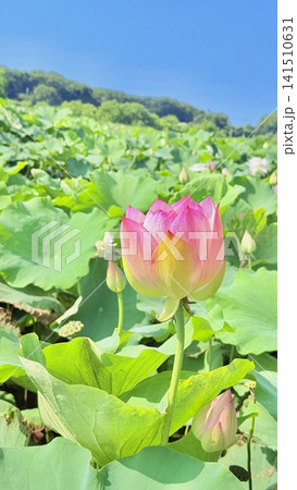 青空に映える蓮の花 青空に映える蓮の花 141510631