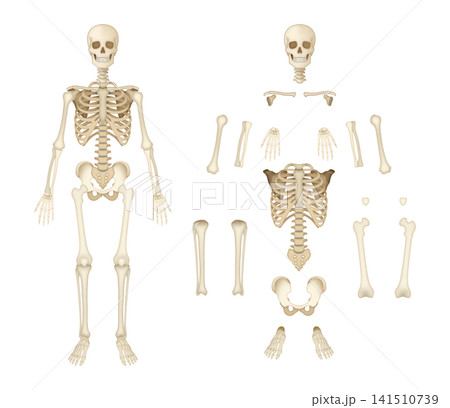 Educational human osteology reference displaying articulated, separated osseous structures, highlighting anatomical arrangement, morphology, comparative bone identification for physiology instruction Educational human osteology reference displaying articulated, separated osseous structures, highlighting anatomical arrangement, morphology, comparative bone identification for physiology instruction 141510739