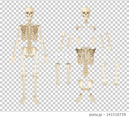 Educational human osteology reference displaying articulated, separated osseous structures, highlighting anatomical arrangement, morphology, comparative bone identification for physiology instruction Educational human osteology reference displaying articulated, separated osseous structures, highlighting anatomical arrangement, morphology, comparative bone identification for physiology instruction 141510739