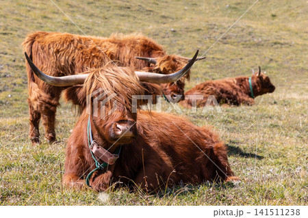 Close frontal portrait of a resting Highland cow with sweeping horns on short mountain grass 141511238
