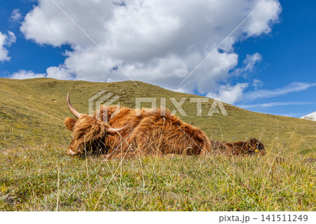 Ground-level Highland cow portrait beneath a towering cumulus cloud on the open Senes plateau 141511249