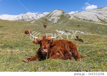 Centered Highland cow with dark calf and red cattle in the Dolomites on a high alpine meadow Centered Highland cow with dark calf and red cattle in the Dolomites on a high alpine meadow 141511256