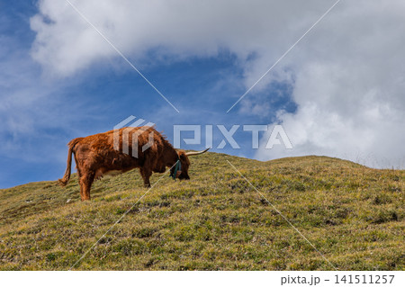 Single Highland cow grazing along a treeless ridge beneath clouds in clear mountain light Single Highland cow grazing along a treeless ridge beneath clouds in clear mountain light 141511257