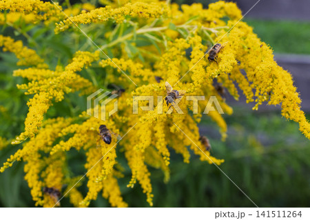 Honey Bees Foraging on Dense Yellow Goldenrod Flowers in a Late Summer Garden 141511264