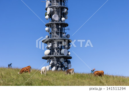 Cows and Tiny Visitors Below a Telecommunications Antenna Tower in Summer 141511294