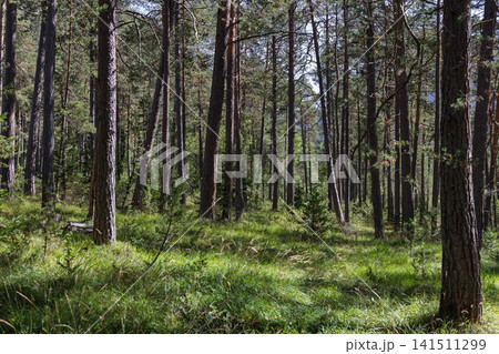 Open Pine Forest with Sunlit Grass and Repeating Tree Trunks in Summer Open Pine Forest with Sunlit Grass and Repeating Tree Trunks in Summer 141511299