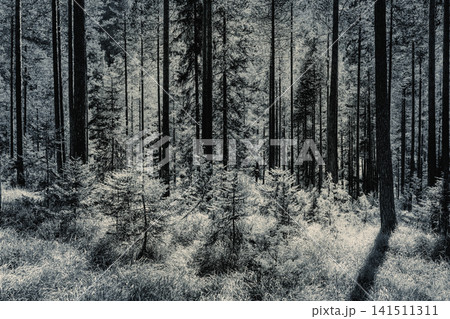 Black and white pine forest with glowing grass and young firs in strong backlight Black and white pine forest with glowing grass and young firs in strong backlight 141511311