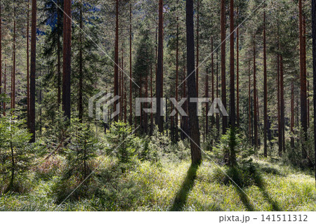 Bright forest clearing crossed by long paired pine shadows among young firs Bright forest clearing crossed by long paired pine shadows among young firs 141511312