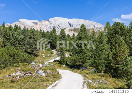 Winding hiking path through dwarf pine toward a Sennes limestone ridge 141511350