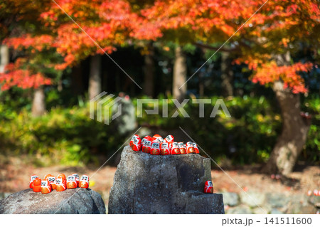 Daruma dolls decor in autumn garden of Katsuo-ji temple, Osaka Daruma dolls decor in autumn garden of Katsuo-ji temple, Osaka 141511600