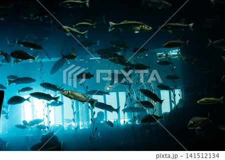 Close-up beautiful colorful fish swim in the aquarium. 141512134