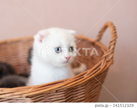 Cute white fluffy kitten sitting in brown wicker basket indoor Cute white fluffy kitten sitting in brown wicker basket indoor 141512329