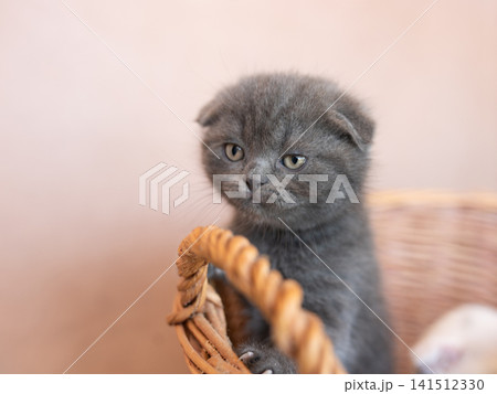 Cute little, gray kittens together in a basket on a plain backgr Cute little, gray kittens together in a basket on a plain backgr 141512330