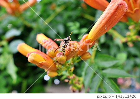 Wasp on Orange Trumpet Vine Flowers. Wasp on Orange Trumpet Vine Flowers. 141512420
