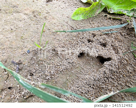 Discovering a Bustling Anthill Nestled Within Rich Soil Beneath Green Foliage Discovering a Bustling Anthill Nestled Within Rich Soil Beneath Green Foliage 141512492