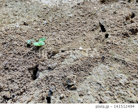 Exploring the Hidden Life of Anthills in Fertile Soil Under the Sun Exploring the Hidden Life of Anthills in Fertile Soil Under the Sun 141512494
