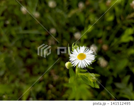 Delicate White Daisy Blooms in a Lush Green Meadow Under Bright Sunlight Delicate White Daisy Blooms in a Lush Green Meadow Under Bright Sunlight 141512495