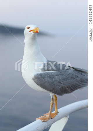 seagull on ferry boat railing with the blurred blue sea and mountains of Thassos island in the background, Greece seagull on ferry boat railing with the blurred blue sea and mountains of Thassos island in the background, Greece 141512497