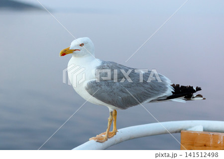 seagull on ferry boat railing with the blurred blue sea and mountains of Thassos island in the background, Greece seagull on ferry boat railing with the blurred blue sea and mountains of Thassos island in the background, Greece 141512498