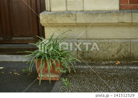 Healthy spider plant growing in a terracotta flower pot placed on a wet sidewalk outside a traditional building entrance. Urban gardening, decorative foliage and outdoor architecture concept. Healthy spider plant growing in a terracotta flower pot placed on a wet sidewalk outside a traditional building entrance. Urban gardening, decorative foliage and outdoor architecture concept. 141512529