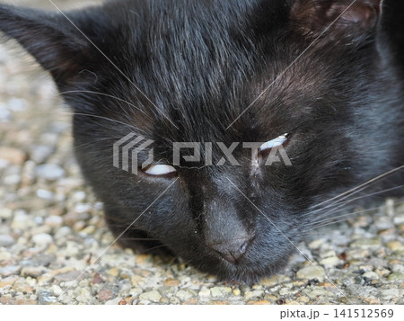 白目をむいて爆睡する可愛い黒猫 141512569