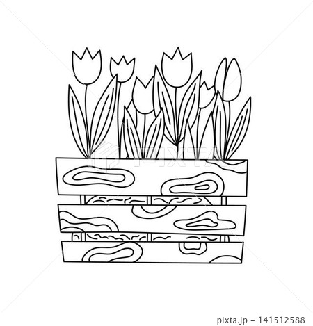 Blooming tulips growing inside wooden crate planter hand drawn linear outline vector graphic, spring garden flowers in box for botanical coloring book page design, isolated element for printing Blooming tulips growing inside wooden crate planter hand drawn linear outline vector graphic, spring garden flowers in box for botanical coloring book page design, isolated element for printing 141512588