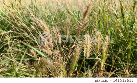 Close up of tall grass with feathery bristle like seed heads in green and golden brown tones, showing detailed texture and depth of field. Close up of tall grass with feathery bristle like seed heads in green and golden brown tones, showing detailed texture and depth of field. 141512613