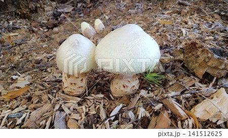 Close up of three light colored mushrooms with rounded white fuzzy caps and scaly brown stems growing among wood chips, bark, and dried leaves. Close up of three light colored mushrooms with rounded white fuzzy caps and scaly brown stems growing among wood chips, bark, and dried leaves. 141512625