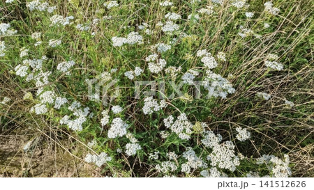 Dense patch of white yarrow flower clusters with green feathery foliage intermingled with dried brown grass blades, lit by bright sunlight. Dense patch of white yarrow flower clusters with green feathery foliage intermingled with dried brown grass blades, lit by bright sunlight. 141512626