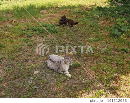 仲良し桜猫 仲良し桜猫 141512638